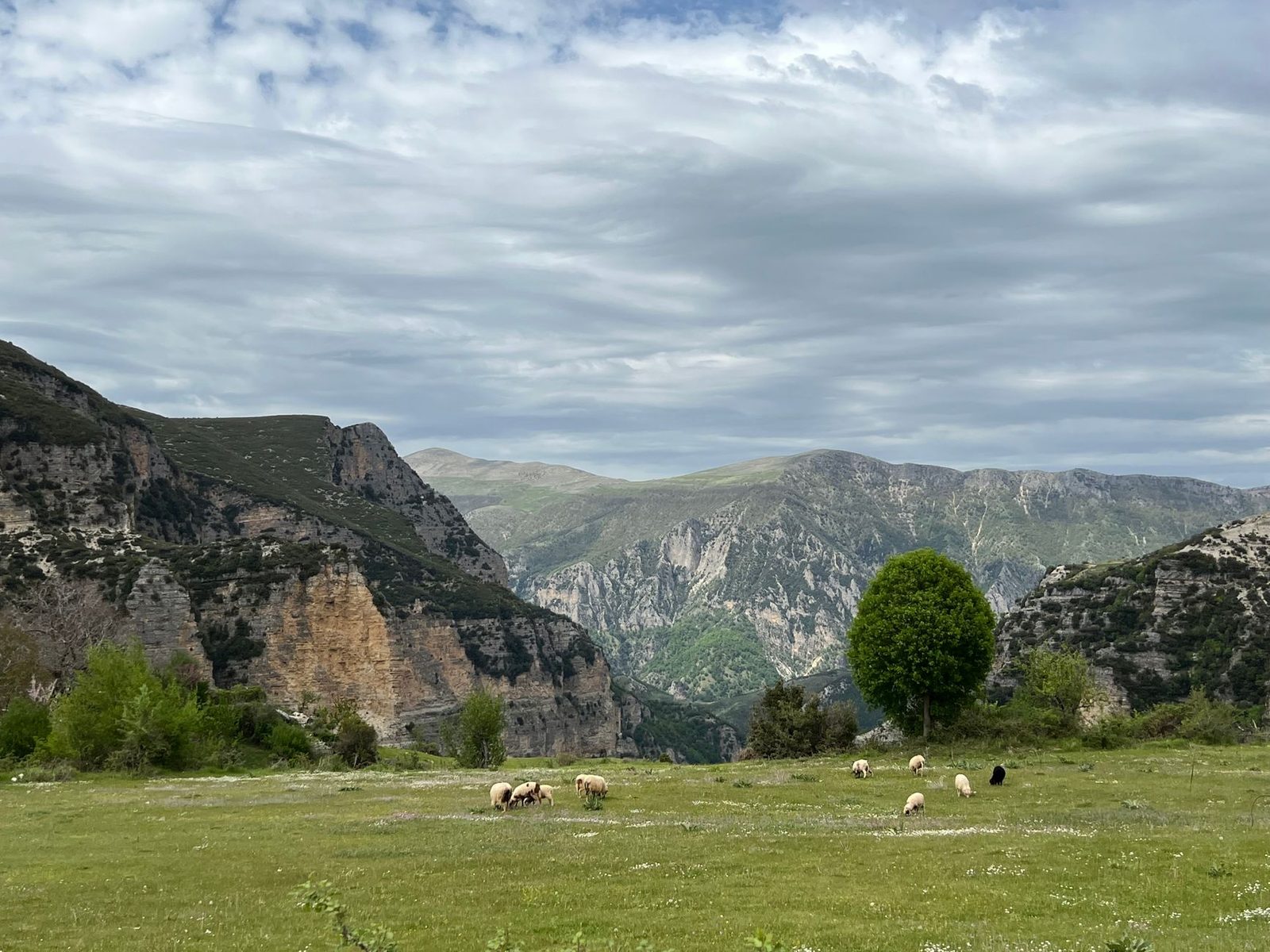 Idyllic Albanian countryside scene with sheep grazing in lush green fields, showcasing the serene and pastoral beauty of rural Albania.