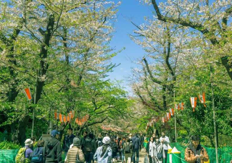 People enjoying a picnic under blooming cherry trees at Tokyo's Ueno Park