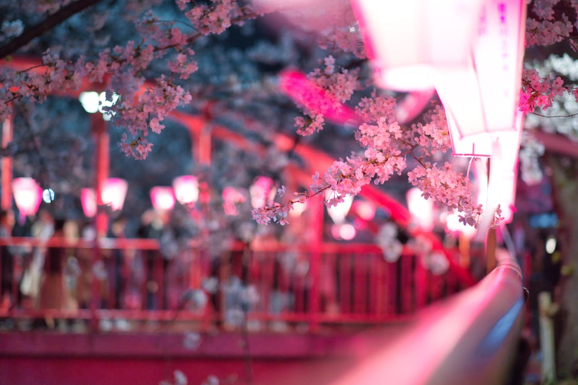 Japan's Best Festivals: A Traveler's Guide to When and Where to Go ToursZoom Pink cherry blossoms reflected in a pond at a Japanese park during hanami season