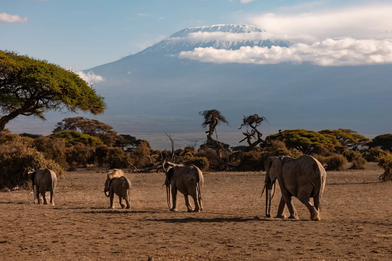 Elephants grazing with Mount Kilimanjaro in the background